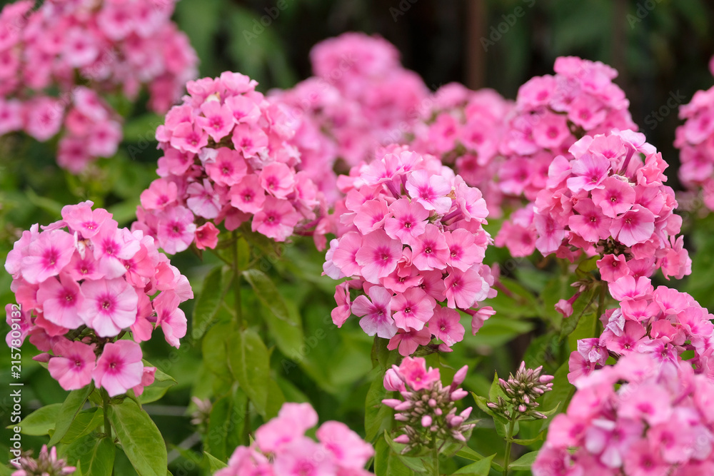 Obraz premium Phlox Light Pink Flame ‘Bareleven’ in flower.