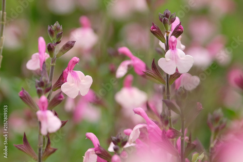 Фотография Salvia microphylla, baby sage Delice Gold and Wine’ in flower.