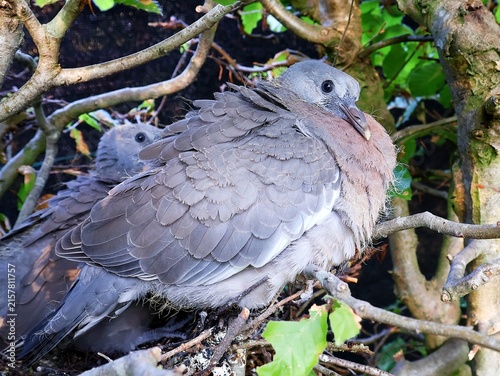 Cuadro en lienzo Young doves in their nest.