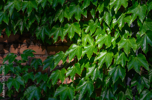 Close Up of Boston Ivy Parthenocissus tricuspidata Climbing Vine
