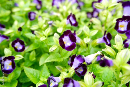 фотографія Violet Wishbone Flower Blossoms Among Green Leaves