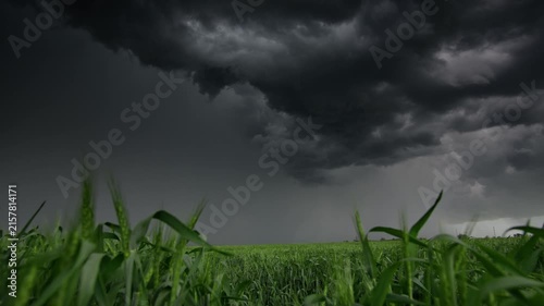 Wide angle shot of lush green grain crops in a rural landscape under an ominous thunderstorm sky with thick dark clouds approaching