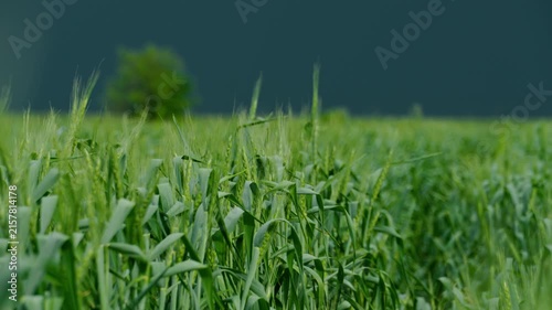 Close up of young green wheat stalks swaying in the wind against a dramatic dark moody storm cloud background during summer season