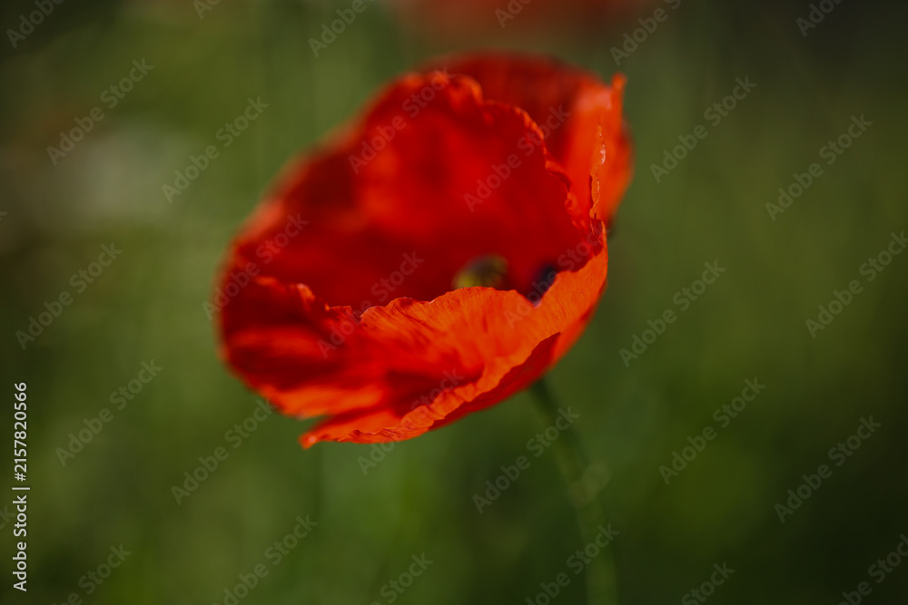 Fototapeta premium vibrand red poppy flower in a summer meadow