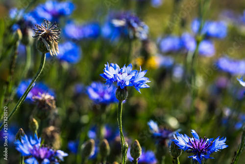 Blue Cornflower Blooming in a Summer Meadow