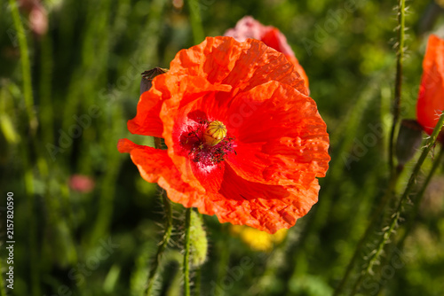 vibrand red poppy flower in a summer meadow