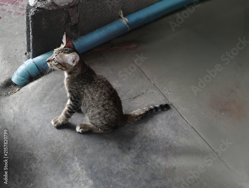 Neighborhood, Kitten cat siting on the ground, look, animal, candid, eye, backgrounds, play, sit, siting