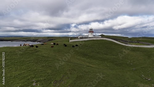 Cows at St Johns Point in County Donegal - Ireland