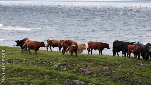 Cows at St Johns Point in County Donegal - Ireland