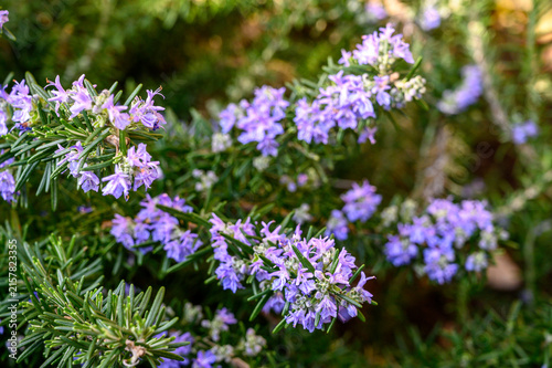 Rosemary Salvia rosmarinus leaves detailed texture close-up