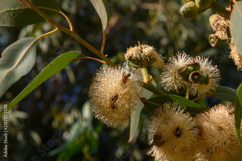 Foto Bees Pollinating Eucalyptus Flowers in Cyprus