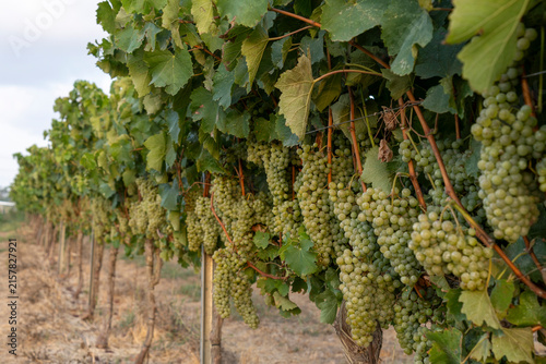 Golden Harvest: Ripe Green Grapes Hanging in a Sunlit Vineyard