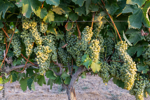 Golden Harvest: Ripe Green Grapes Hanging in a Sunlit Vineyard