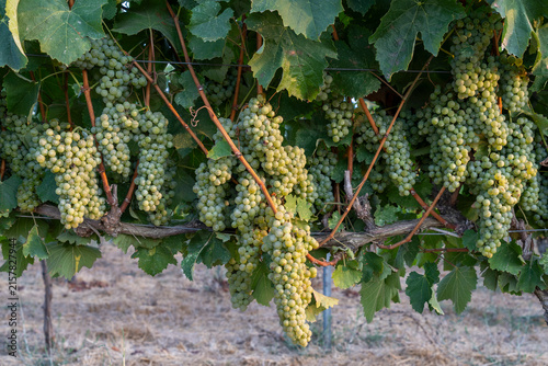 Golden Harvest: Ripe Green Grapes Hanging in a Sunlit Vineyard