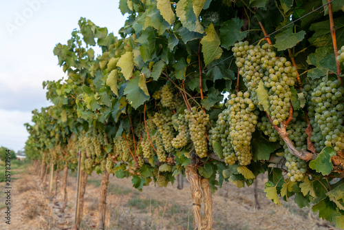 Golden Harvest: Ripe Green Grapes Hanging in a Sunlit Vineyard