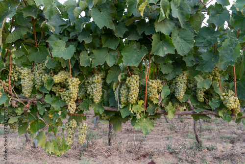 Golden Harvest: Ripe Green Grapes Hanging in a Sunlit Vineyard