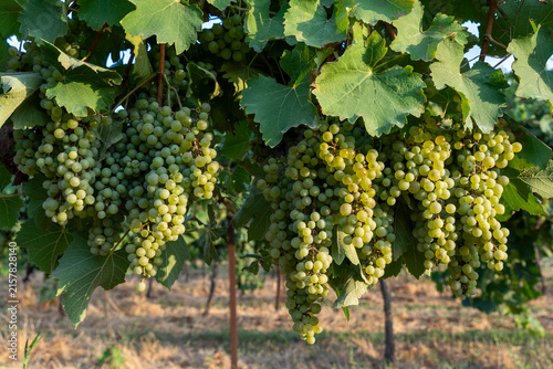 Golden Harvest: Ripe Green Grapes Hanging in a Sunlit Vineyard