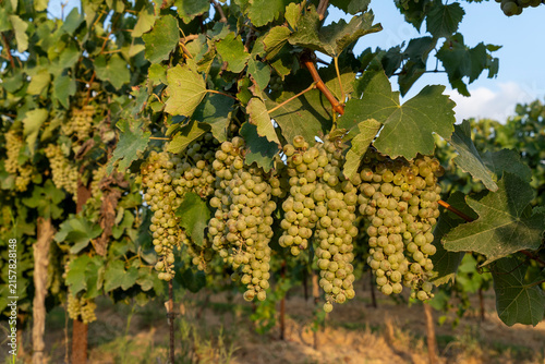 Golden Harvest: Ripe Green Grapes Hanging in a Sunlit Vineyard