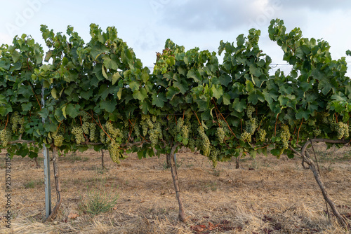 Golden Harvest: Ripe Green Grapes Hanging in a Sunlit Vineyard