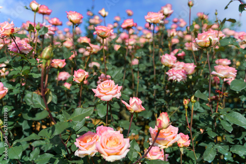 Peace Rose in Full Bloom with Delicate Pink Petals and Warm Golden Tones, Photographed Against a Dark Green Garden Background with a Soft Focus.