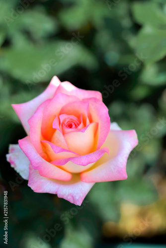 Peace Rose in Full Bloom with Delicate Pink Petals and Warm Golden Tones, Photographed Against a Dark Green Garden Background with a Soft Focus.