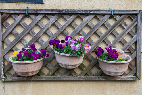 Purple Pansee flowers hanging for decorations on fence, Kyoto