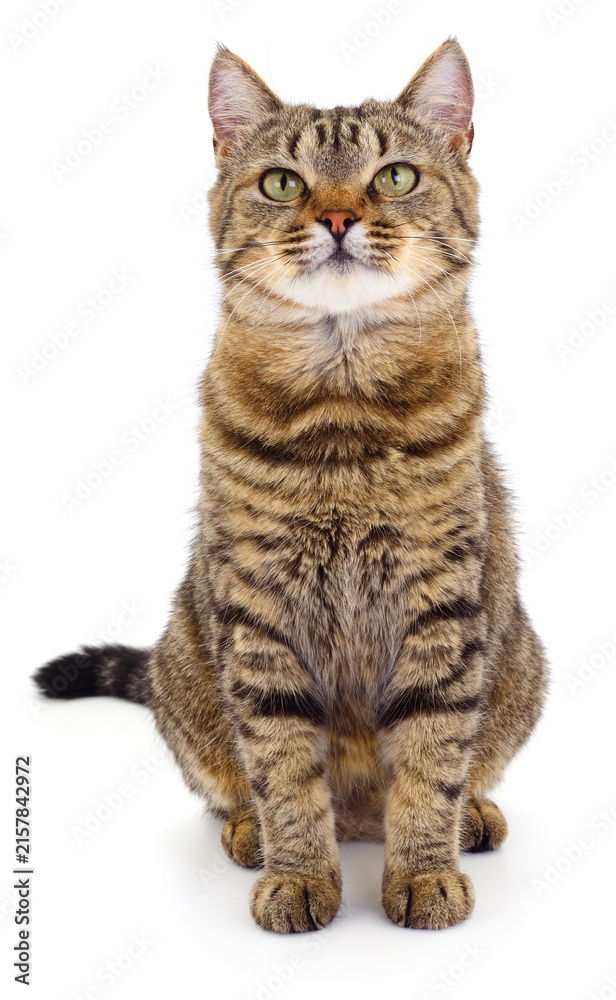 Obraz premium Brown tabby cat sitting upright isolated on a white background.
