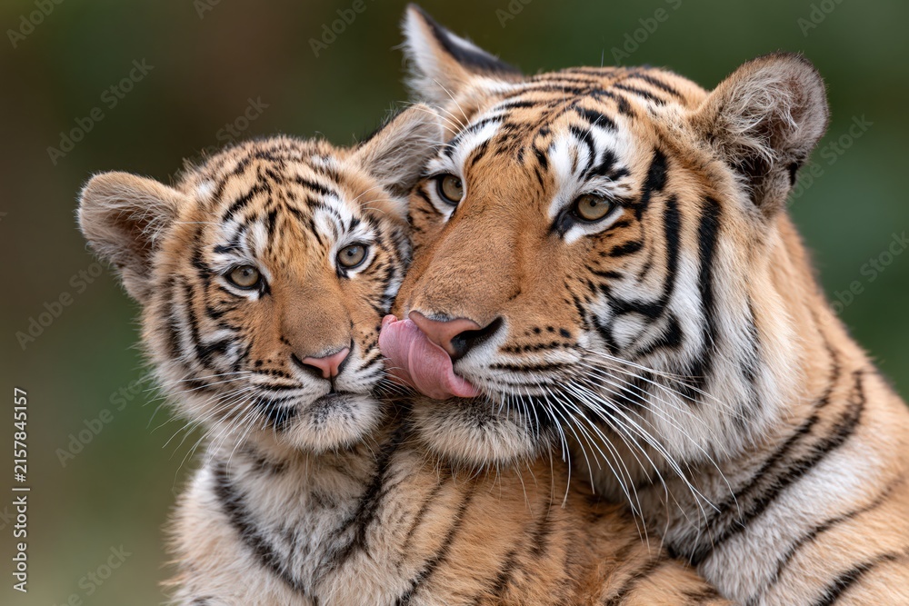 Obraz premium Tiger mother and cute cub bonding portrait in natural wildlife habitat