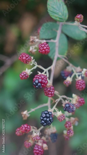 Close up of wild blackberries ripening on a branch