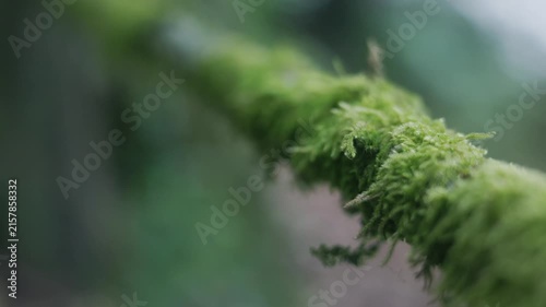 Close up of green moss growing on a textured rope