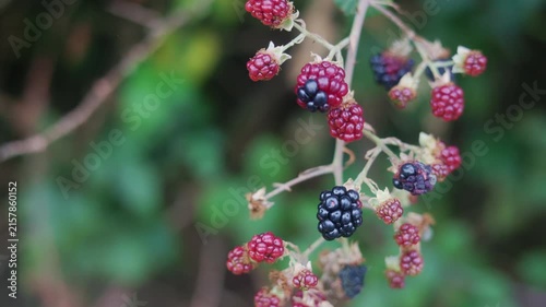 Close up of ripening red and black blackberries on bush
