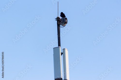 Foto A large black raven sits perched atop a tall telecommunications antenna tower, s
