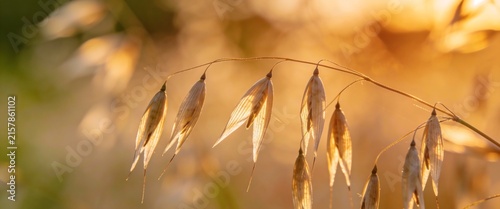 Close-up of wild oats backlit by golden sunset light in nature