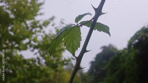 Close up of thorny stem with leaves and hanging water drops