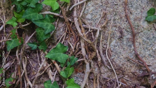 Green ivy vines growing on a rough stone wall surface