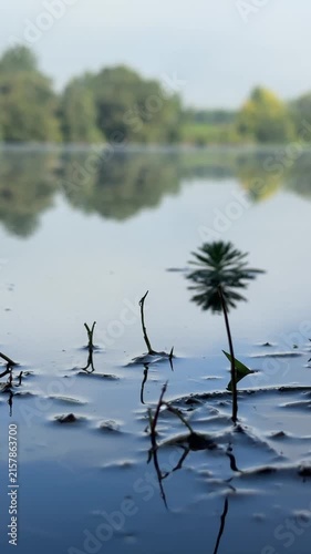 Close up of calm water surface with protruding twigs