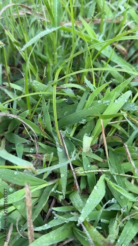 Close up of green grass blades covered in morning dew drops