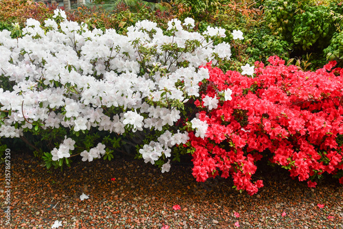 Vibrant white and red azalea bushes in full bloom in a public park of Genoa, Liguria, Italy