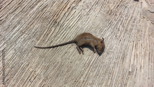 Canvastavla A small, lifeless rodent rests on a textured concrete surface, depicting a commo