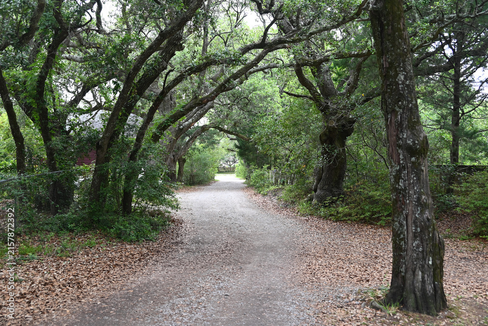 Naklejka premium A live oak tree tunnel on Ocracoke Island in the Outer Banks of North Carolina