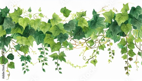 ivy vine watercolor painting isolated on white background