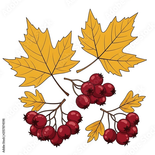Vibrant Illustration of Autumn Foliage and Red Berry Clusters on White Background