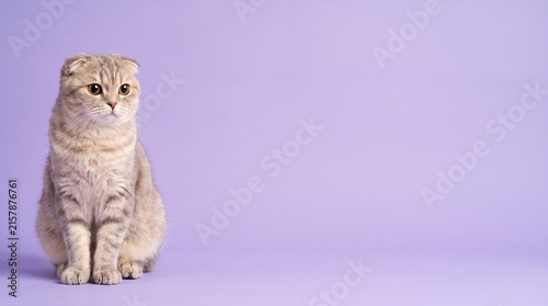 Scottish Fold with copy space