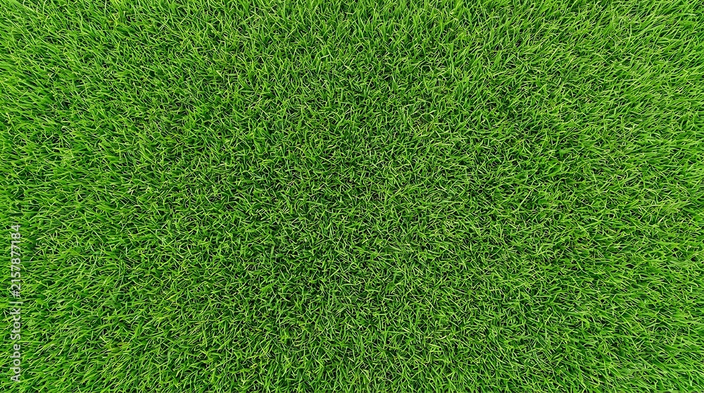 Obraz premium Lush green grass texture background