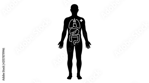 Male anatomy silhouette with blue highlighted internal organs.