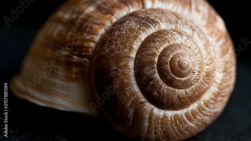 Close up of a spiral seashell showcasing intricate natural patterns and textured surface under focused lighting