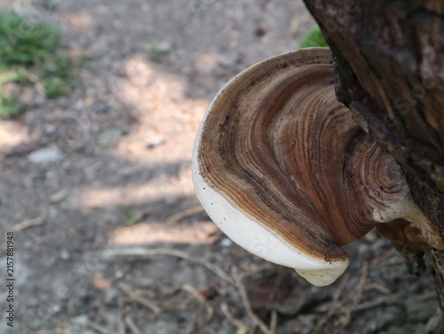 Принти на полотні Close up of a wild bracket fungus (Ganoderma applanatum) growing on a dead tree trunk