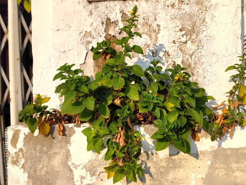 Photography Pilea nummulariifolia or creeping charlie that grows in the cracks in the walls of old buildings