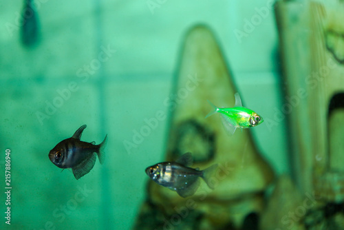 Bild auf Leinwand Small aquarium black skirt tetra fish swim in greenish clear water