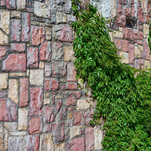 Colorful decorative masonry stone wall covered with green climbing vine